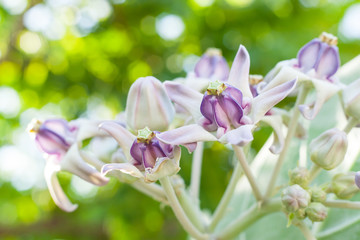 Crown flower with beautiful light background