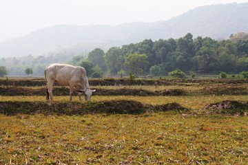 Cow foraging on the rice field. Life of mammal.