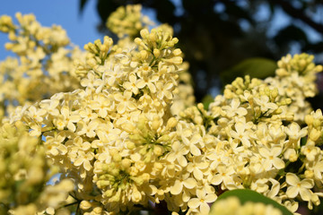 Цветущая сирень