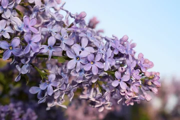 Photo sur Plexiglas Lilas lilas en fleurs