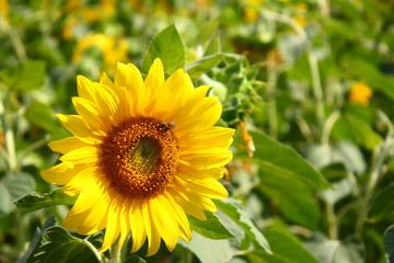 sunflower in garden.	