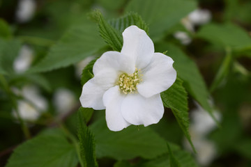 Rhodotypos tetrapetala, Розовик керриедный