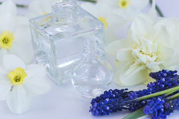 Obraz na płótnie Canvas vials with essential oil and narcissus and muscari flowers on white background