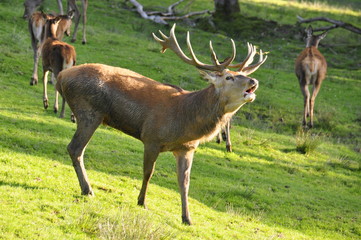 röhrender Hirsch