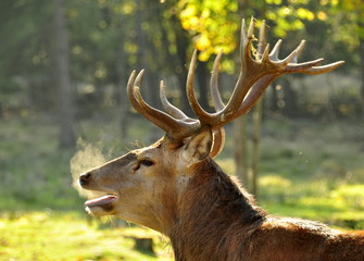 Hirschbrunft