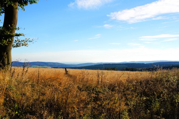 Brachland mit braunem Gras auf der Südseite des Idarwaldes im Hunsrück
