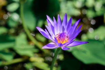 Lotus of thailand