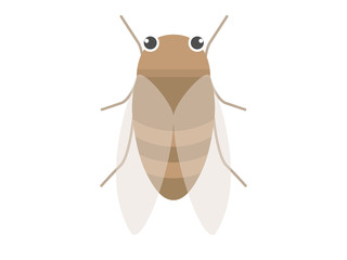 セミ