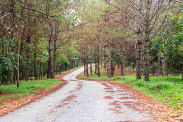 Pine forest with green leaves along forest. Walking hiking trail with bend in trail, tree lined and lush green foliage.