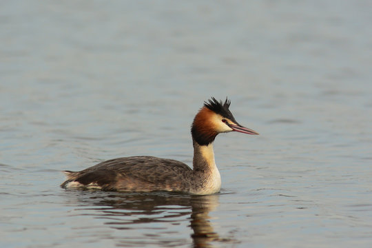 svasso maggiore (Podiceps cristatus) - ritratto