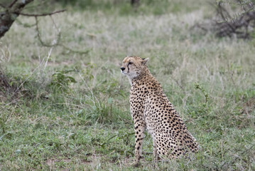 Watchful Wild Cheetah (Acinonyx jubatus) on the Grassy Plains of the Serengeti in Tanzania