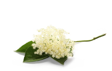 The Elder or Elderberry (Sambucus nigra) isolated on white background