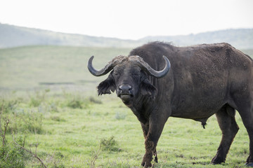 Cape Buffalo on a Grassy Plain on the Serengeti in Tanzania