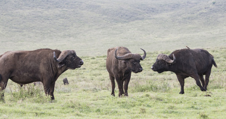 Cape Buffalo on a Grassy Plain on the Serengeti in Tanzania