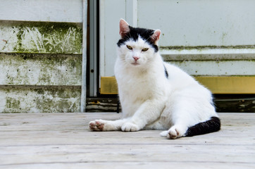 Angry black and white cat sitting on porch and staring