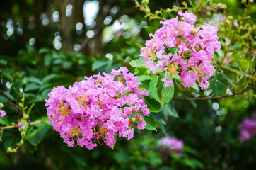 Fototapeta premium Closeup pink purple crape myrtle flowers, also known as Lagerstroemia indica