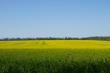 Fototapeta premium Field of yellow flowering rapeseed