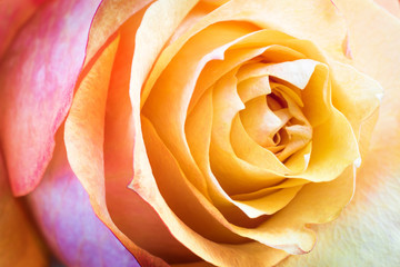 Piękny abstrakcyjny kwiat róży - obrazy, fototapety, plakaty