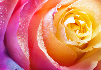 Fototapeta na wymiar Beautiful multicolor roses flower for floral background