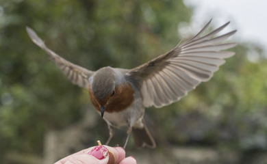 robin feeding from human hand