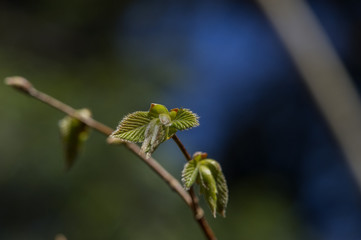 Spring Buds