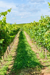 Fototapeta na wymiar Autumn vineyard row in Virginia with green vines and grapes