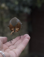 robin in the hand