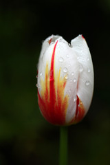 beautiful white, red and yellow tulip after rain