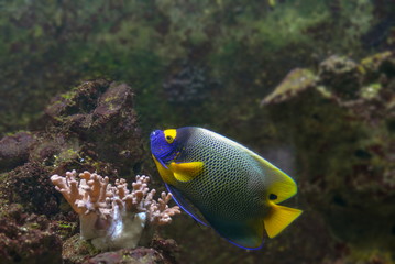 Fototapeta premium Bunte Pazificbewohner