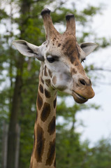 Fototapeta premium giraffe