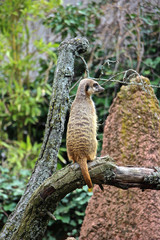Erdmännchen sitzt auf einem Ast 
