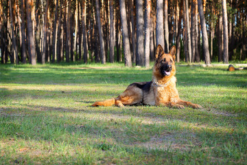 a German shepherd walks in the woods