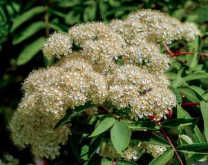 Flowers rowan. lowering rowan in spring time. White flowers of the rowan tree