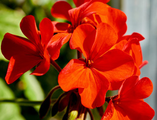 Red flower with pollen close-up