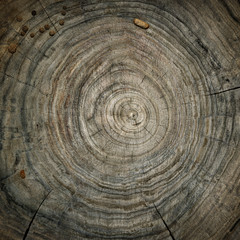 tump of oak tree felled - section of the trunk with annual rings.