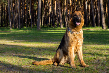 a German shepherd walks in the woods