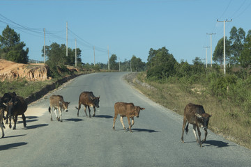 LAOS LUANG PRABANG ROAD AGRICULTURE