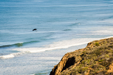 Fototapeta na wymiar Torrey Pines cliff in pacific ocean in San Diego California with bird flying