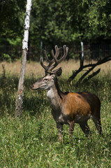 deer in natural environment