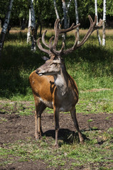 deer in natural environment