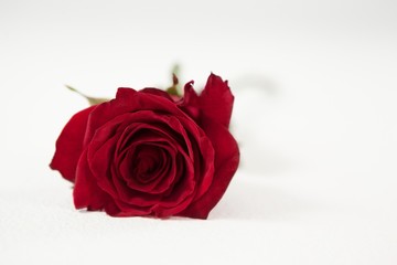 A red rose