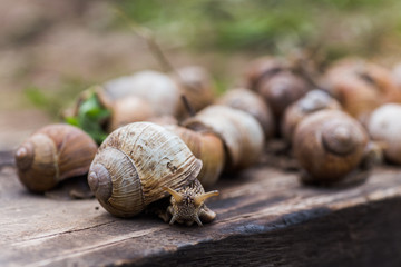 Many Helix pomatia, or Burgundy snail, Roman, edible or escargot crawls on a wooden board. The snail stuck out its antennae.
