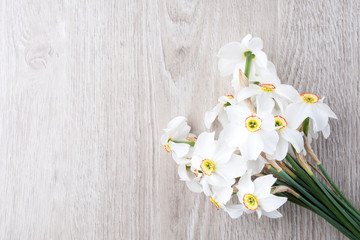 Obraz premium Daffodil flower on background