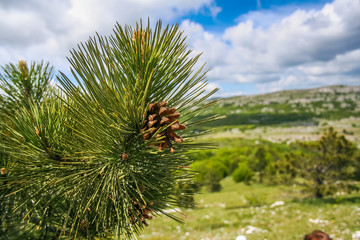 Pine with cones on Ai-Petri