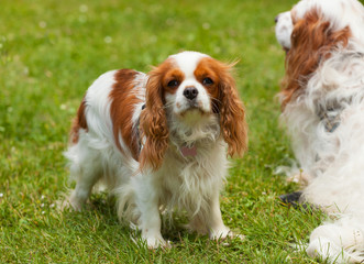 King Charles Cavalier Dog