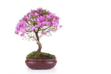 Bonsai Azalea japonica on a white background