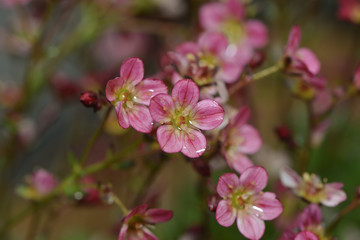 Fototapeta na wymiar rosa Blüten