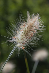 Fototapeta premium Close-up detail of a flowering grass field on the greenery background at summer sunny day, France