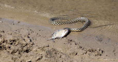 Snake eating a fish in the Volga Delta, Astrakhan, Russia.