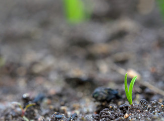 first sprouted sprout